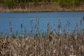 Cattails bulrush Typha latifolia beside river. Closeup of blooming cattails during early spring snowy background. Flowers and seed Royalty Free Stock Photo