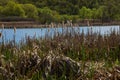 Cattails bulrush Typha latifolia beside river. Closeup of blooming cattails during early spring snowy background. Flowers and seed Royalty Free Stock Photo