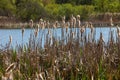 Cattails bulrush Typha latifolia beside river. Closeup of blooming cattails during early spring snowy background. Flowers and seed