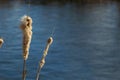 Cattails bulrush Typha latifolia beside river. Closeup of blooming cattails during early spring snowy background. Flowers and seed