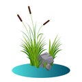 Cattails bush reeds with stones on the water vector. Reeds stern and grey stones in the lake water cartoon or game props decor