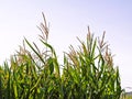 Cattails with clear sky Royalty Free Stock Photo