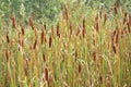 Cattails Royalty Free Stock Photo