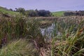 Cattails on the edge of a pond on Motutapu island New Zealand Royalty Free Stock Photo