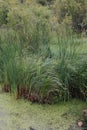 Cattails emerge Royalty Free Stock Photo