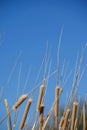 Cattails exploding with seed against clear blue sky Royalty Free Stock Photo