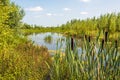 Cattails in the foreground of a creek Royalty Free Stock Photo