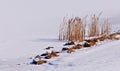 Cattails on a frozen lake Royalty Free Stock Photo