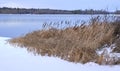 Cattails frozen in shoreline of river