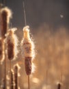 Cattails glowing in warm sunlight