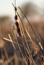 Cattails In A Golden Meadow At Sunset In The Fall