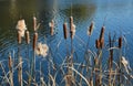 Cattails Grow by the Pond
