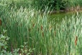 Cattails Growing Along Edge of Pond in summertime Royalty Free Stock Photo