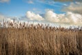 Cat Tails on the Skagit River Delta. Royalty Free Stock Photo