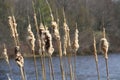 Cattails at the lake Royalty Free Stock Photo