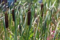 Cattails in a Marsh Royalty Free Stock Photo