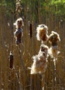 Cattails in the natural wetlands Royalty Free Stock Photo