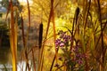 Cattails Paint Rustic Autumn Scene Royalty Free Stock Photo