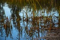 Cattails in Pond Along Yampa River Royalty Free Stock Photo