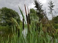 Cattails by pond