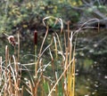 Cattails Beside Pond