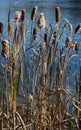 Cattails on Pond in Late Autumn