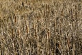 Cattails, Reeds, Background Royalty Free Stock Photo