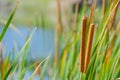 Cattails in the reeds on the edge of a pond in Pinellas, Florida