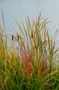 Cattails Reeds Grasses Boise Cascade Lake