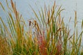 Cattails Reeds Grasses Boise Cascade Lake