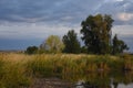 Cattails With Reflection in Pond Along the Yampa River Royalty Free Stock Photo