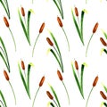 Cattails seamless pattern on white background