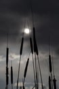 Cattails Silhouette Royalty Free Stock Photo