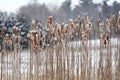 Cattails with snow