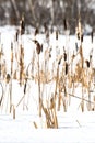 Cattails in the snow .Standing tall in the winter snow