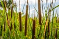 Cattails Royalty Free Stock Photo