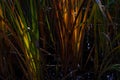 Cattails And Tall Grass Growing In The Wetlands