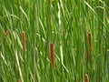 Cattail