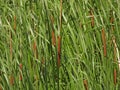 Cattail