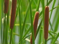 Cattail