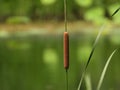 Cattail