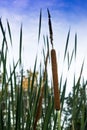 Cattails vegetation with blue sky