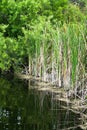 Cattails vegetation near marsh