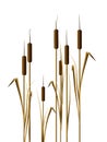 Cattails in water are the subject of this natural background image