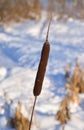 Cattails in winter.