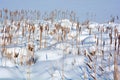 cattails Royalty Free Stock Photo