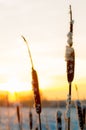 Cattails at winter sunrise