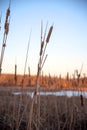 Cattails in winter at sunset