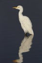 Catte Egret Reflection