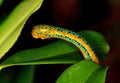 Catterpillar of Blue Tiger moth, Dysphania percota, Agumbe, Karnataka, India Royalty Free Stock Photo